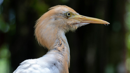 Cattle egret in Malaysia