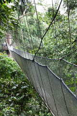 Fototapeta premium Ścieżka spacerowa w koronach drzew, las deszczowy Borneo, Malezja