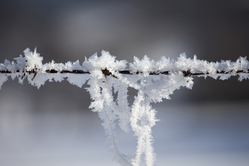 Stacheldraht mit Eiskristallen in der Abendsonne