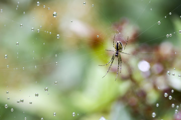 Eichenblatt Spinne lauert im Netz auf Beute