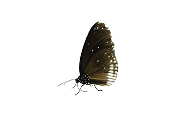 old brown and white spotted butterfly on the right of white background