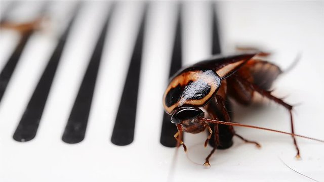cockroach struggling on a catcher close up