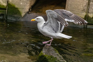 Slaty-backed gull.I photograph it in Pereke river in Utoro Shari-cho, Hokkaido Utoro of Japan(Shiretoko Peninsula).