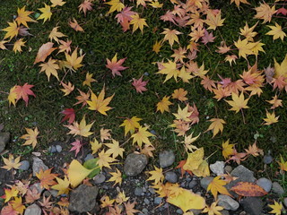 地面に落ちた紅葉