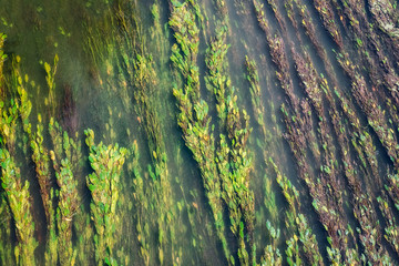 the river flowing with herbs