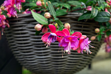Beautiful fuchsia flowering plants in old wicker pot