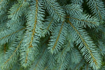 cropped shot of pine branch. abstract nature background.