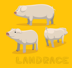Pig Landrace Cartoon Vector Illustration