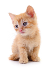 Fototapeta na wymiar Small brown kitten.