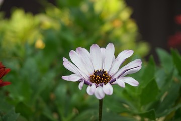 Osteospermum fruticosum (shrubby daisybush or trailing African daisy) closeup macro flower nature background