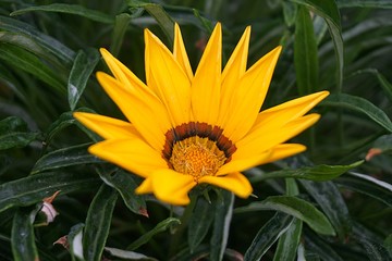 yellow gazania closeup macro flower