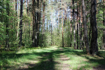 Forest road