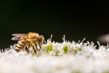 A bee on its blossom in the sunlight with a black backround