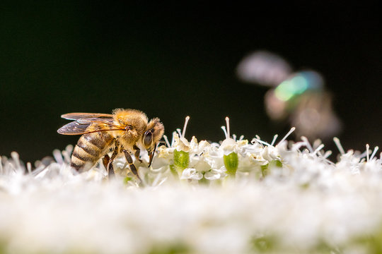 A bee on its blossom in the sunlight with a black backround