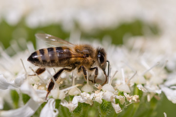 A bee on its blossom in the sunlight