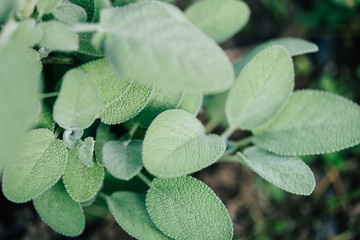 Sage, Salvia officinalis plant in the garden