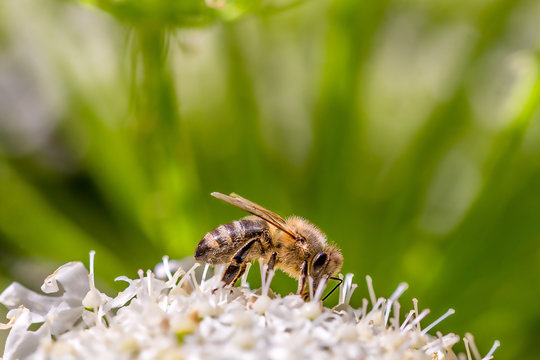 A bee on its blossom in the sunlight on a white flower with a green backround