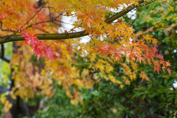 Naklejka na ściany i meble Closeup of red japanese maple leaves on the graden..