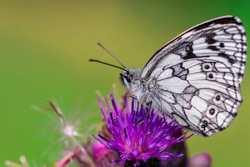 A chessboard butterfly ( map) on its blossom
