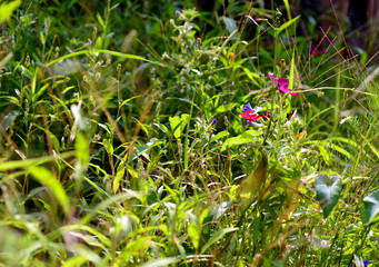 Hintergrund Sommerwiese