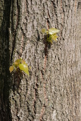 Bark of a tree with young branches
