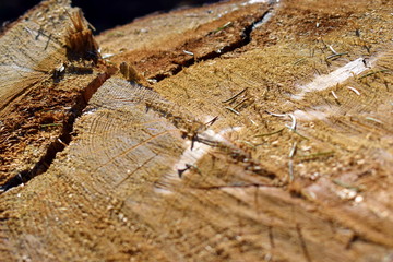 cut tree detail