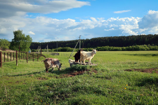 Countryside life style, South Ural, Russia