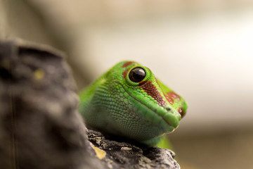 Gecko de Madagascar/Phelsuma madagascariensis