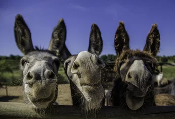 Tuinposter Smiling farm donkeys © esebene