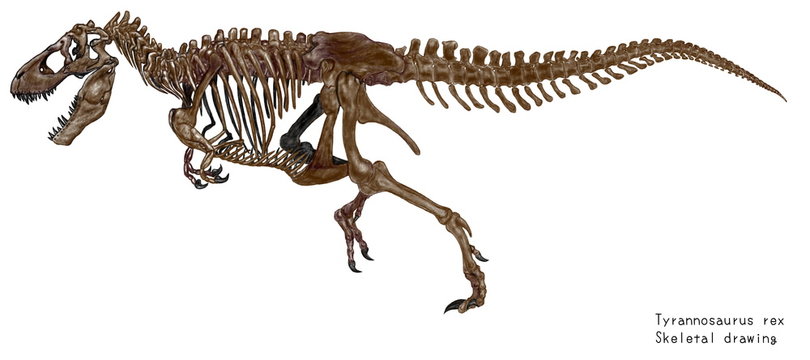 白亜紀の恐竜ティラノサウルス・レックスの骨格イラストレーション画像です。
