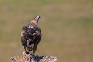 Bonelli's eagle (Aquila fasciata), Andalusia, Spain