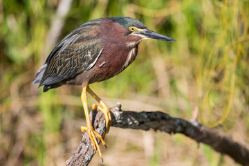Green heron (Butorides virescens), Everglades National Park, Florida