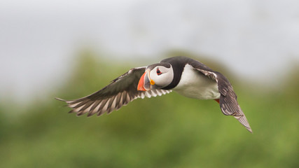 Puffin in flight (Fratercula arctica), Farne islands, Scotland