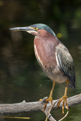 Green heron (Butorides virescens), Everglades National Park, Florida