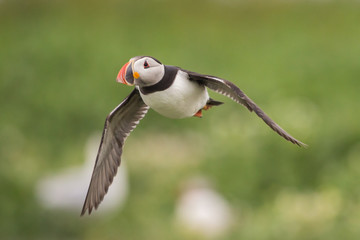 Puffin in flight (Fratercula arctica), Farne islands, Scotland
