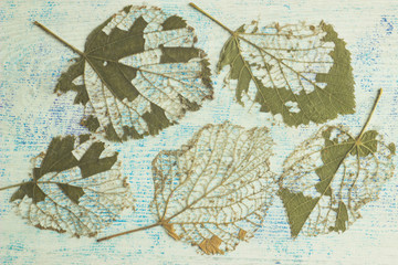 autumnal background with texture leaves