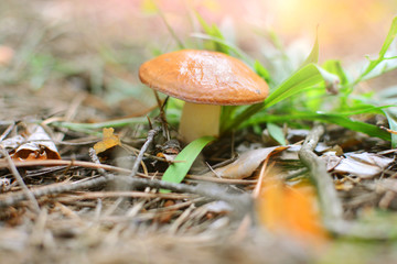Wild edible mushroom background