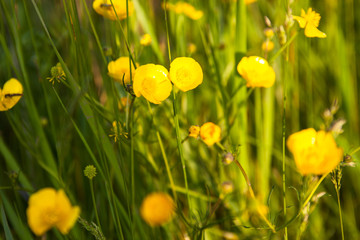 Green meadow with yellow buttercup flowers
