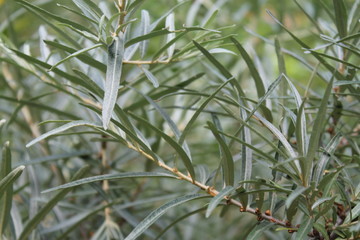 Fototapeta premium nature, plants, summer, green texture