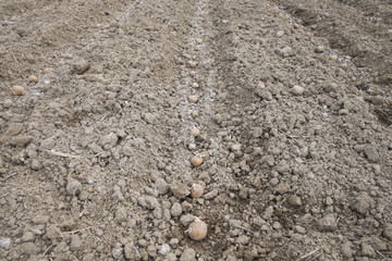 prepare planting potatoes