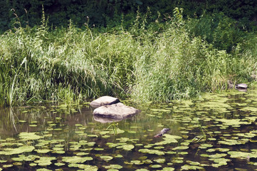 Река омывает камни с листьями лилий