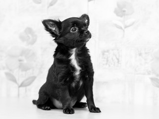 Chihuahua on a white background. Black and white photo.