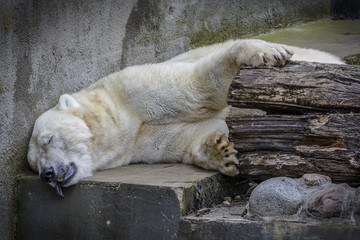 White Bear sleep 