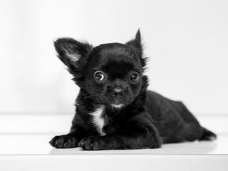 Chihuahua on a white background. Black and white photo.