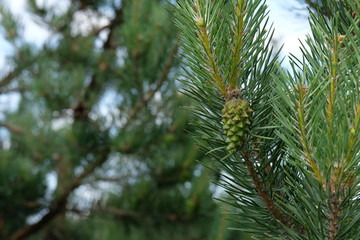 Pine branches with cones