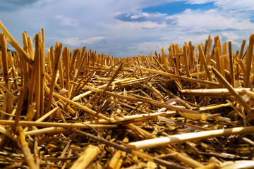 Short cropped wheat ears on the field after harvest.
