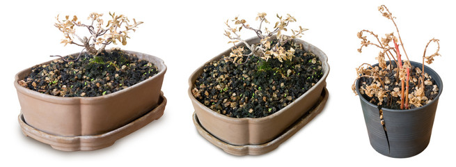 Dry Bonsai Tree in Broken Pots on White Background