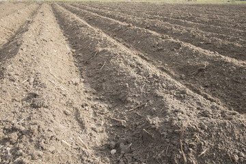 row soil field