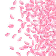 Sakura petals falling down. Romantic pink bright big flowers. Thick flying cherry petals. Right grad