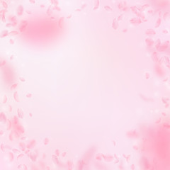 Fototapeta premium Sakura petals falling down. Romantic pink flowers vignette. Flying petals on pink square background.